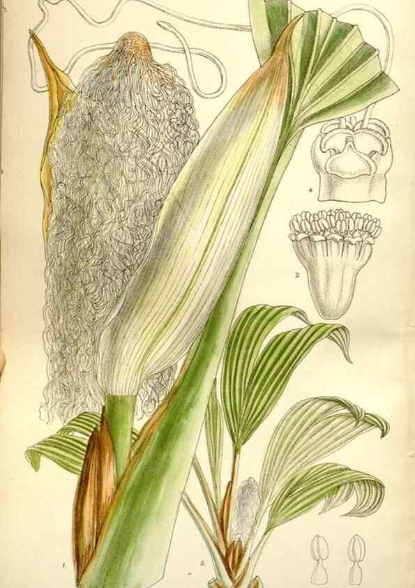 Reproducción/Reproduction 35162998323: Curtis's botanical magazine.. London ; New York [etc.] :Academic Press [etc.]
