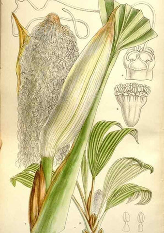 Reproducción/Reproduction 35162998323: Curtis's botanical magazine.. London ; New York [etc.] :Academic Press [etc.]