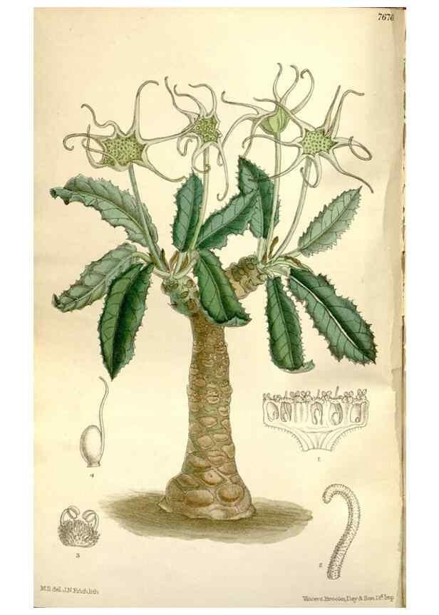 Reproducción/Reproduction 35802236732: Curtis's botanical magazine.. London ; New York [etc.] :Academic Press [etc.]