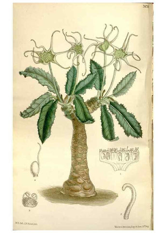 Reproducción/Reproduction 35802236732: Curtis's botanical magazine.. London ; New York [etc.] :Academic Press [etc.]