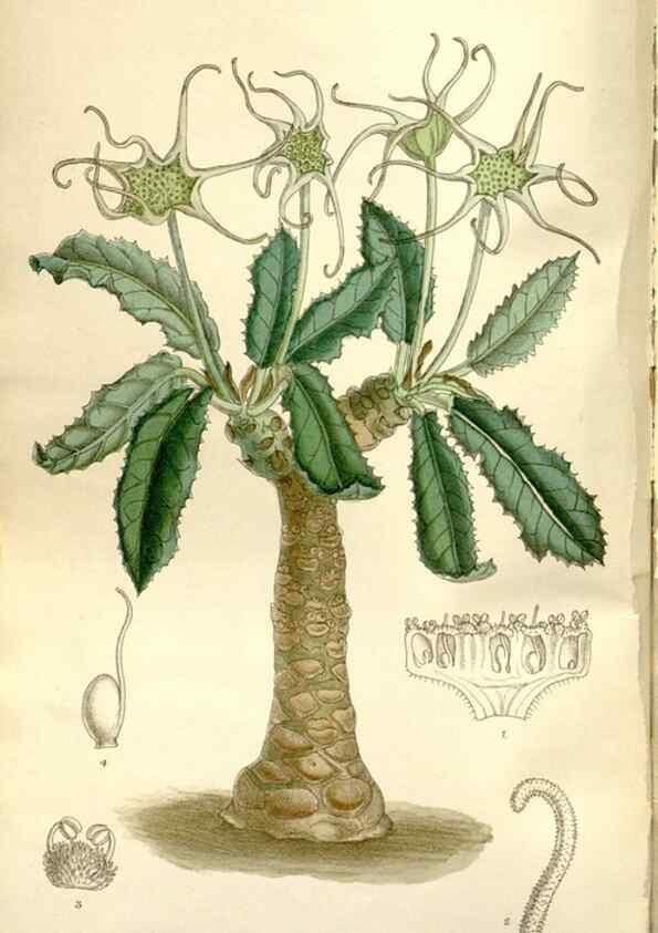 Reproducción/Reproduction 35802236732: Curtis's botanical magazine.. London ; New York [etc.] :Academic Press [etc.]