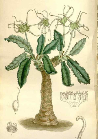 Reproducción/Reproduction 35802236732: Curtis's botanical magazine.. London ; New York [etc.] :Academic Press [etc.]