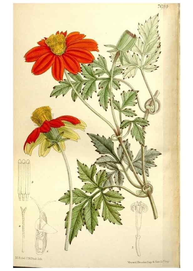 Reproducción/Reproduction 35163002773: Curtis's botanical magazine.. London ; New York [etc.] :Academic Press [etc.]