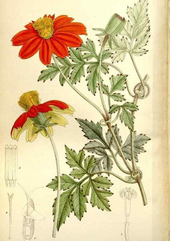 Reproducción/Reproduction 35163002773: Curtis's botanical magazine.. London ; New York [etc.] :Academic Press [etc.]
