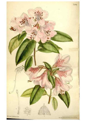Reproducción/Reproduction 35802263132: Curtis's botanical magazine.. London ; New York [etc.] :Academic Press [etc.]