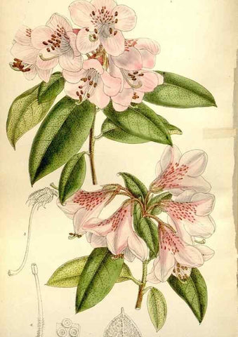 Reproducción/Reproduction 35802263132: Curtis's botanical magazine.. London ; New York [etc.] :Academic Press [etc.]