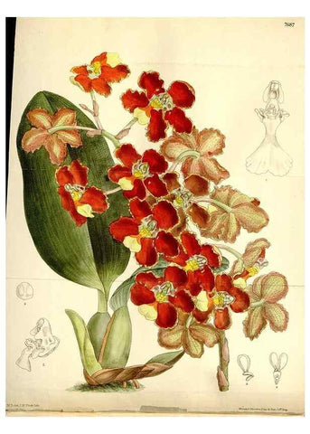Reproducción/Reproduction 35802265692: Curtis's botanical magazine.. London ; New York [etc.] :Academic Press [etc.]