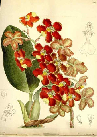 Reproducción/Reproduction 35802265692: Curtis's botanical magazine.. London ; New York [etc.] :Academic Press [etc.]