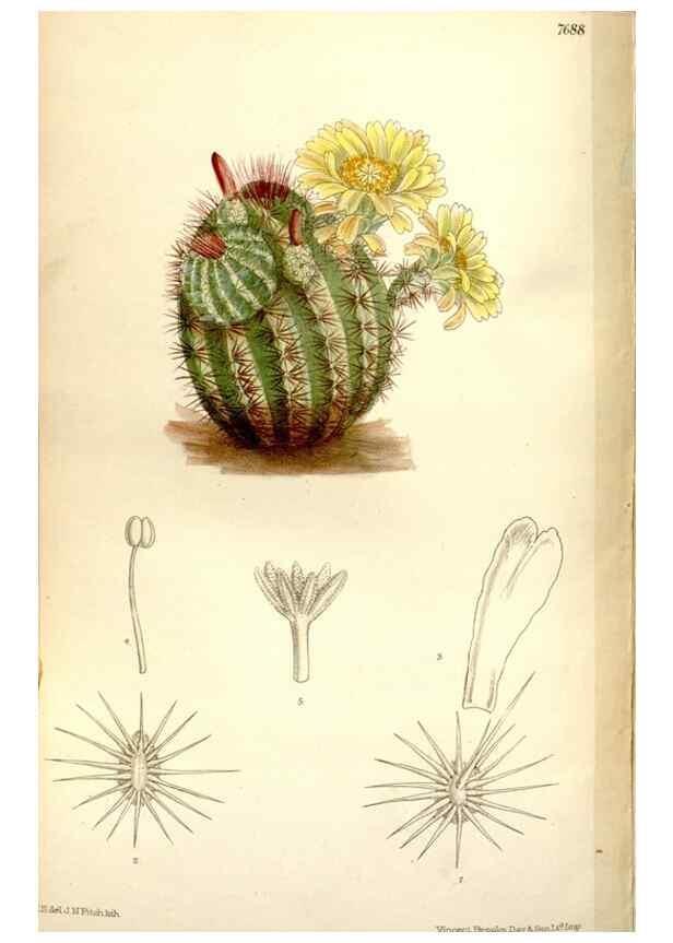 Reproducción/Reproduction 35802267612: Curtis's botanical magazine.. London ; New York [etc.] :Academic Press [etc.]