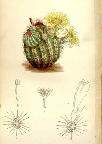 Reproducción/Reproduction 35802267612: Curtis's botanical magazine.. London ; New York [etc.] :Academic Press [etc.]