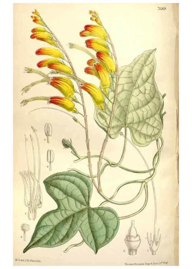 Reproducción/Reproduction 35802269512: Curtis's botanical magazine.. London ; New York [etc.] :Academic Press [etc.]
