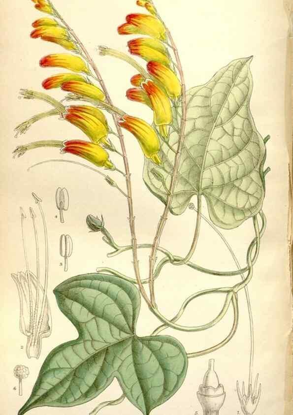 Reproducción/Reproduction 35802269512: Curtis's botanical magazine.. London ; New York [etc.] :Academic Press [etc.]