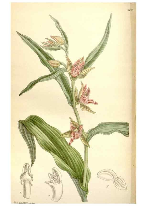 Reproducción/Reproduction 35584022560: Curtis's botanical magazine.. London ; New York [etc.] :Academic Press [etc.]