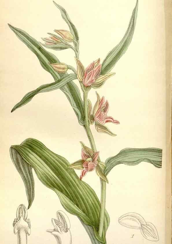 Reproducción/Reproduction 35584022560: Curtis's botanical magazine.. London ; New York [etc.] :Academic Press [etc.]