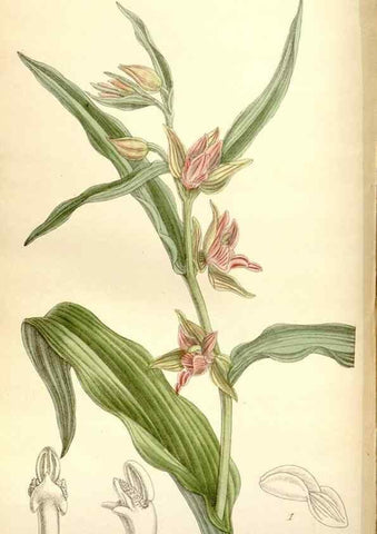Reproducción/Reproduction 35584022560: Curtis's botanical magazine.. London ; New York [etc.] :Academic Press [etc.]