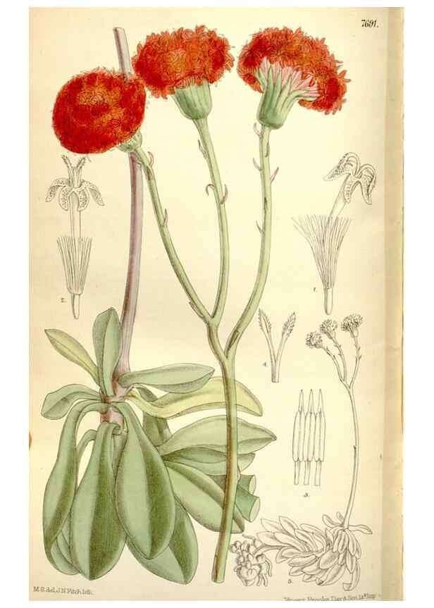 Reproducción/Reproduction 35584024430: Curtis's botanical magazine.. London ; New York [etc.] :Academic Press [etc.]