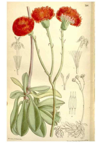 Reproducción/Reproduction 35584024430: Curtis's botanical magazine.. London ; New York [etc.] :Academic Press [etc.]