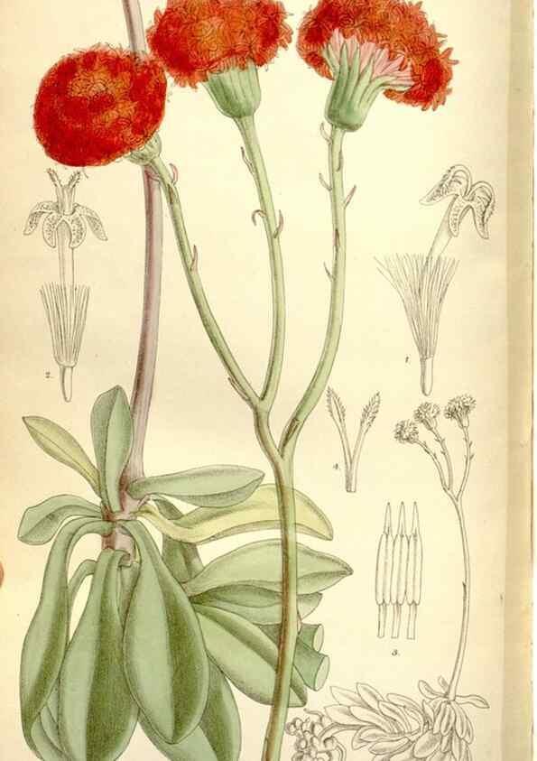 Reproducción/Reproduction 35584024430: Curtis's botanical magazine.. London ; New York [etc.] :Academic Press [etc.]