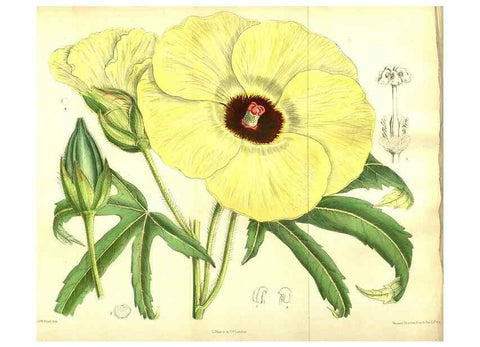 Reproducción/Reproduction 35584285380: Curtis's botanical magazine.. London ; New York [etc.] :Academic Press [etc.]