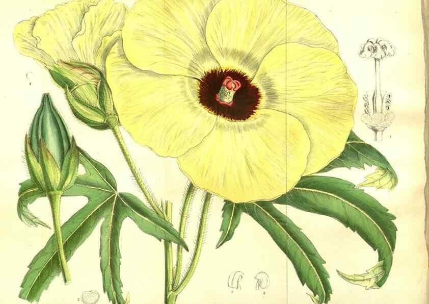 Reproducción/Reproduction 35584285380: Curtis's botanical magazine.. London ; New York [etc.] :Academic Press [etc.]