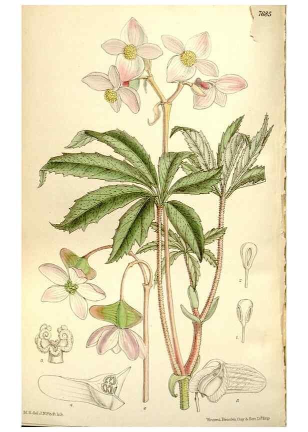Reproducción/Reproduction 35802260882: Curtis's botanical magazine.. London ; New York [etc.] :Academic Press [etc.]