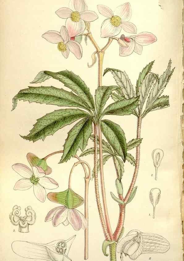 Reproducción/Reproduction 35802260882: Curtis's botanical magazine.. London ; New York [etc.] :Academic Press [etc.]
