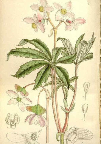 Reproducción/Reproduction 35802260882: Curtis's botanical magazine.. London ; New York [etc.] :Academic Press [etc.]