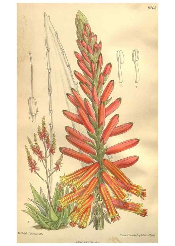 Reproducción/Reproduction 35921902151: Curtis's botanical magazine.. London ; New York [etc.] :Academic Press [etc.]