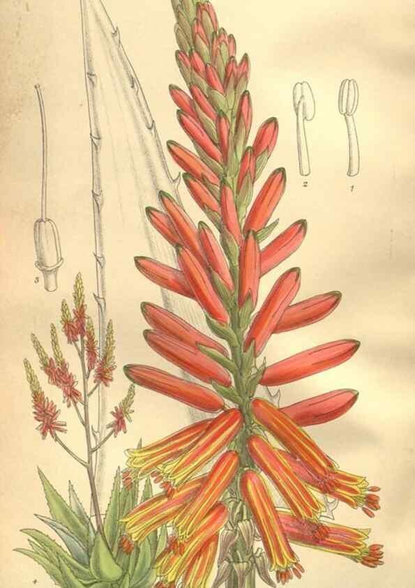 Reproducción/Reproduction 35921902151: Curtis's botanical magazine.. London ; New York [etc.] :Academic Press [etc.]