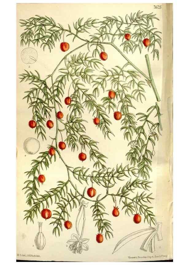 Reproducción/Reproduction 35931538206: Curtis's botanical magazine.. London ; New York [etc.] :Academic Press [etc.]