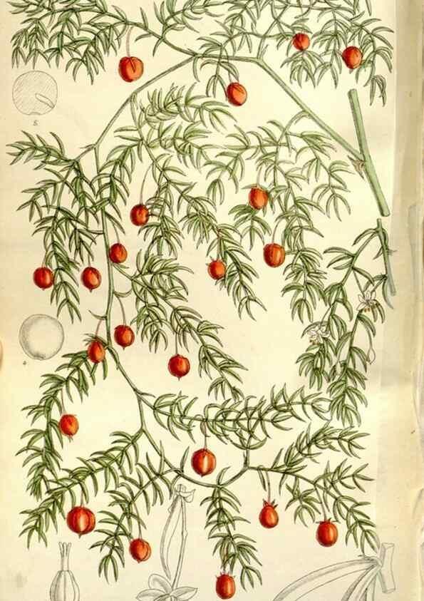 Reproducción/Reproduction 35931538206: Curtis's botanical magazine.. London ; New York [etc.] :Academic Press [etc.]