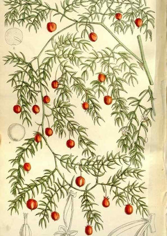 Reproducción/Reproduction 35931538206: Curtis's botanical magazine.. London ; New York [etc.] :Academic Press [etc.]