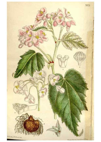 Reproducción/Reproduction 35133046834: Curtis's botanical magazine.. London ; New York [etc.] :Academic Press [etc.]