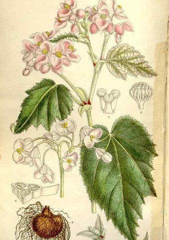 Reproducción/Reproduction 35133046834: Curtis's botanical magazine.. London ; New York [etc.] :Academic Press [etc.]