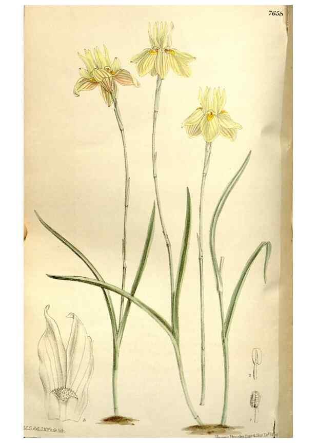 Reproducción/Reproduction 35840288771: Curtis's botanical magazine.. London ; New York [etc.] :Academic Press [etc.]