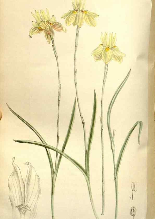 Reproducción/Reproduction 35840288771: Curtis's botanical magazine.. London ; New York [etc.] :Academic Press [etc.]