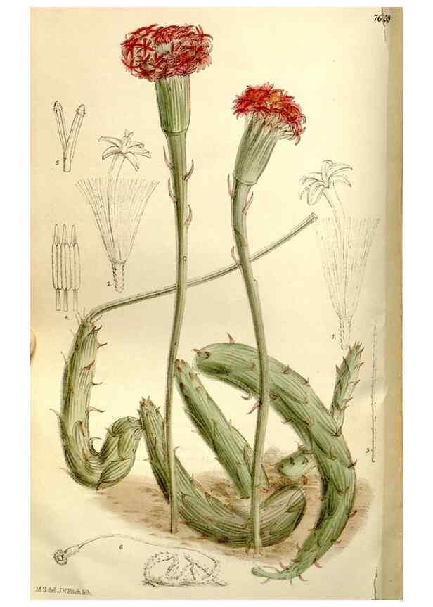 Reproducción/Reproduction 35133010824: Curtis's botanical magazine.. London ; New York [etc.] :Academic Press [etc.]