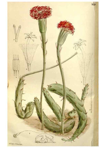 Reproducción/Reproduction 35133010824: Curtis's botanical magazine.. London ; New York [etc.] :Academic Press [etc.]