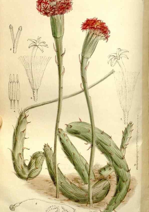 Reproducción/Reproduction 35133010824: Curtis's botanical magazine.. London ; New York [etc.] :Academic Press [etc.]