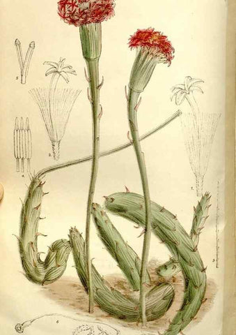 Reproducción/Reproduction 35133010824: Curtis's botanical magazine.. London ; New York [etc.] :Academic Press [etc.]