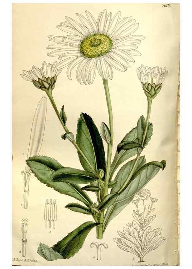 Reproducción/Reproduction 35583948390: Curtis's botanical magazine.. London ; New York [etc.] :Academic Press [etc.]