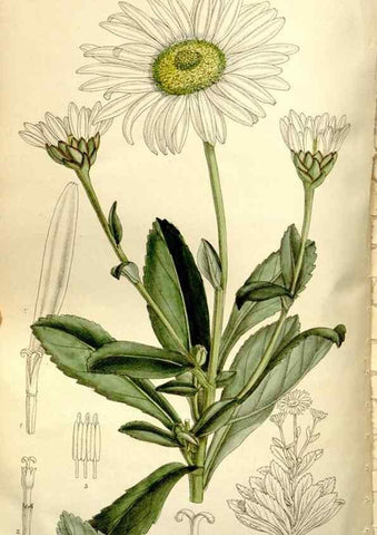 Reproducción/Reproduction 35583948390: Curtis's botanical magazine.. London ; New York [etc.] :Academic Press [etc.]