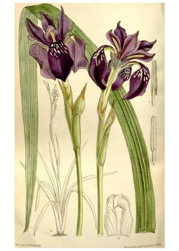 Reproducción/Reproduction 35162937643: Curtis's botanical magazine.. London ; New York [etc.] :Academic Press [etc.]