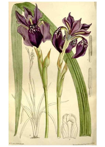 Reproducción/Reproduction 35162937643: Curtis's botanical magazine.. London ; New York [etc.] :Academic Press [etc.]