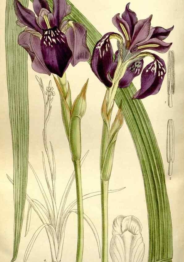 Reproducción/Reproduction 35162937643: Curtis's botanical magazine.. London ; New York [etc.] :Academic Press [etc.]