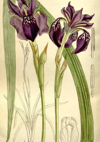 Reproducción/Reproduction 35162937643: Curtis's botanical magazine.. London ; New York [etc.] :Academic Press [etc.]