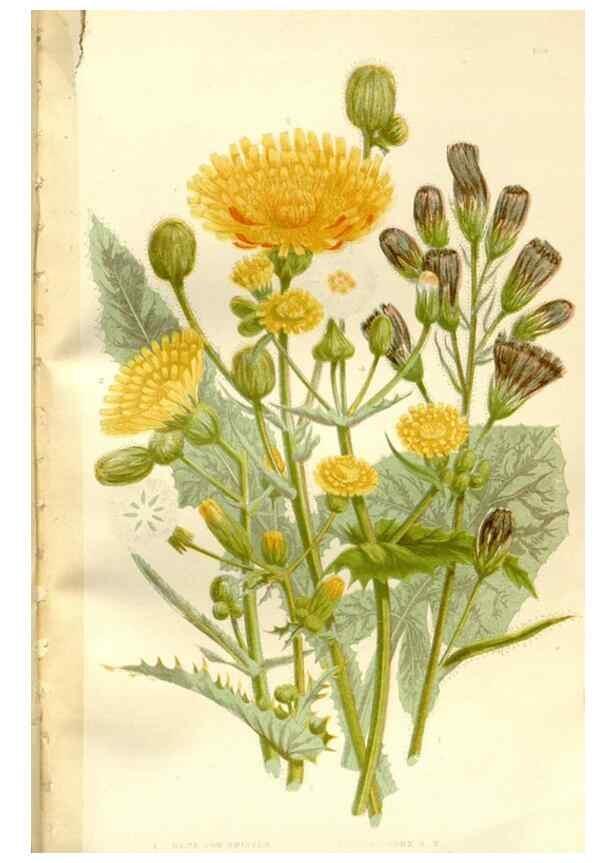 Reproducción/Reproduction 35162939773: Curtis's botanical magazine.. London ; New York [etc.] :Academic Press [etc.]