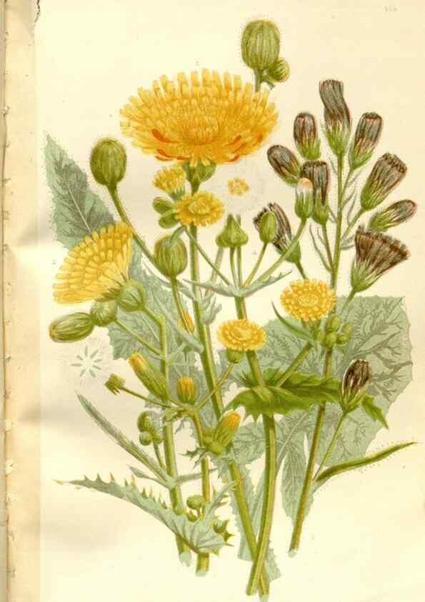 Reproducción/Reproduction 35162939773: Curtis's botanical magazine.. London ; New York [etc.] :Academic Press [etc.]