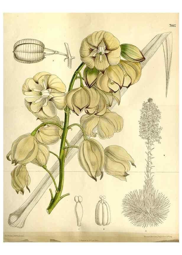 Reproducción/Reproduction 35162941663: Curtis's botanical magazine.. London ; New York [etc.] :Academic Press [etc.]