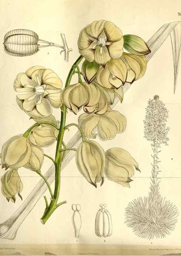 Reproducción/Reproduction 35162941663: Curtis's botanical magazine.. London ; New York [etc.] :Academic Press [etc.]